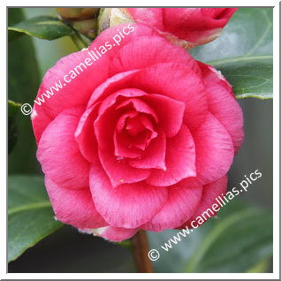 Camellia Japonica 'Bella di Chiavari'
