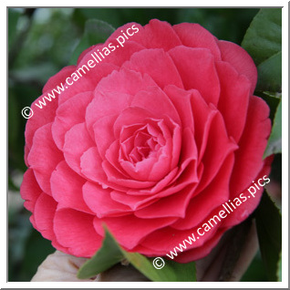 Camellia Japonica 'Chidan'