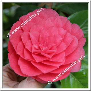 Camellia Japonica 'Chidan'