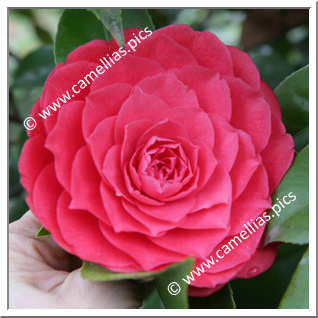 Camellia Japonica 'Chidan'