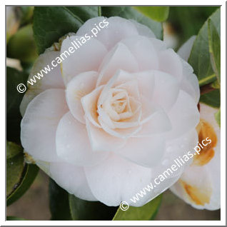 Camellia Japonica 'Chie Tarumoto'