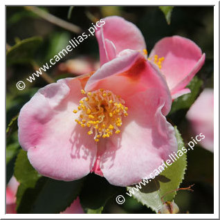 Camellia Hybride 'Chikushi-akebono'