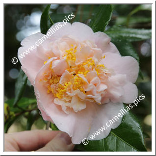 Camellia Japonica 'Chikushi-no-homare'