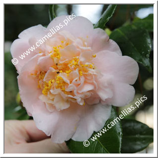 Camellia Japonica 'Chikushi-no-homare'