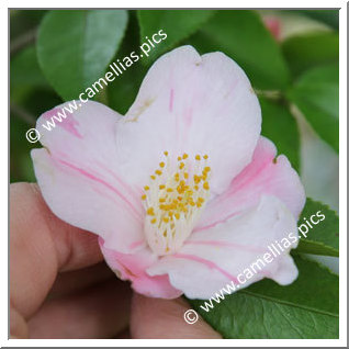 Camellia Hybride 'Chikushi-shibori'