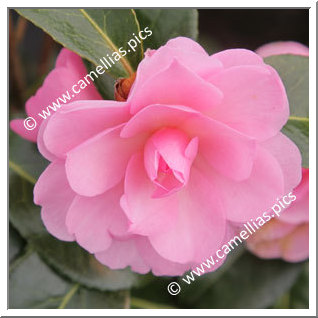 Camellia Hybrid 'Child of Grace'