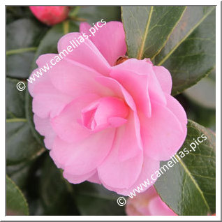 Camellia Hybride 'Child of Grace'