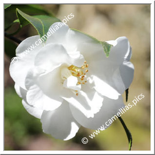 Camellia Hybride C.x williamsii 'China Clay'