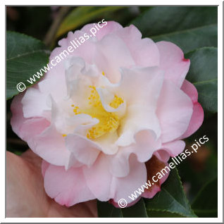Camellia Japonica 'China Doll'