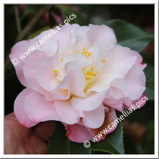 Camellia Japonica 'China Doll'