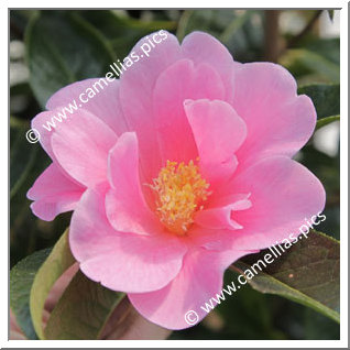 Camellia Hybrid 'China Lady'