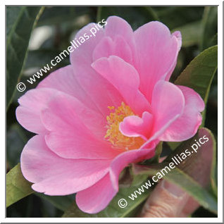 Camellia Hybrid 'China Lady'