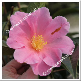 Camellia Hybrid 'China Lady'