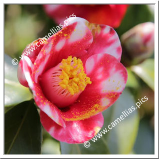 Camellia Japonica 'Chinshû-nishiki'