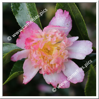 Camellia Sasanqua 'Chôjiguruma'