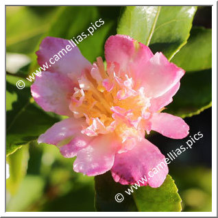 Camellia Sasanqua 'Chôjiguruma'