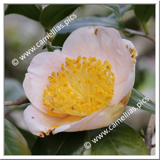 Camellia Higo Camellias 'Chôjuraku'