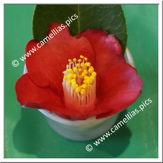 Camellia Japonica 'Chôsen-tsubaki'