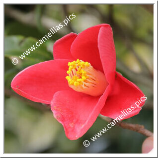 Camellia Japonica 'Chôshinji'