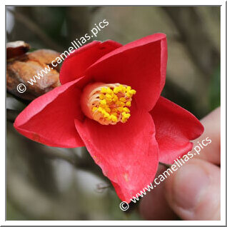 Camellia Japonica 'Chôshinji'