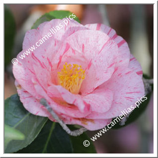 Camellia Japonica 'Choyo-no-nishiki'