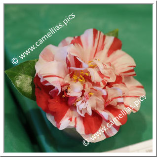 Camellia Japonica 'Chris Bergamini'