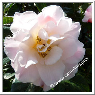 Camellia Hybrid C.reticulata  'Chrissie's Retic'