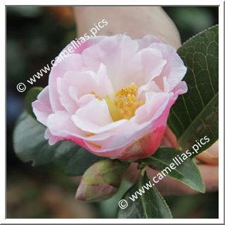 Camellia Hybrid C.reticulata  'Chrissie's Retic'