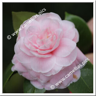Camellia Japonica 'Christiano Van-Zeller'