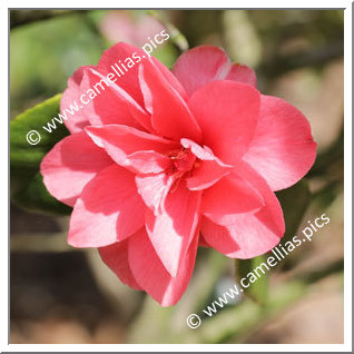 Camellia Japonica 'Christmas Beauty'