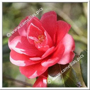 Camellia Japonica 'Christmas Beauty'