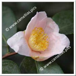 Camellia Japonica 'Christmas Cheer Pink '