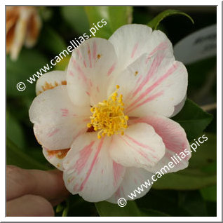 Camellia Japonica 'Chûbu-higurashi'