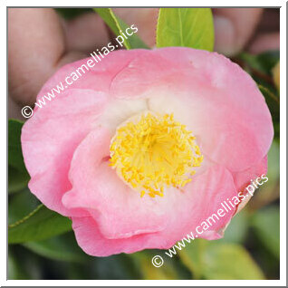 Camellia Japonica 'Chûbu-tsukimiguruma'