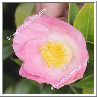 Camellia Japonica 'Chûbu-tsukimiguruma'