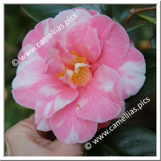 Camellia Japonica 'Cidade de Vigo '