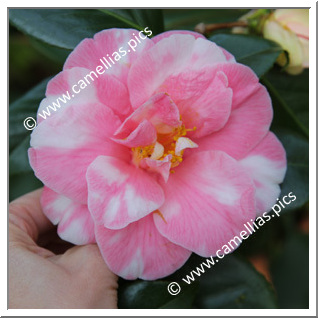 Camellia Japonica 'Cidade de Vigo '