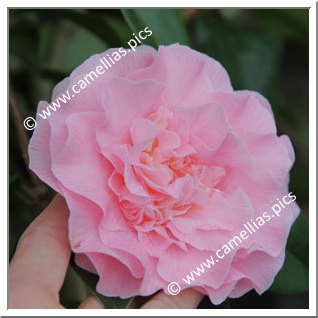 Camellia Hybrid C.x williamsii 'Cile Mitchell'