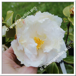 Camellia Japonica 'Cinderella'
