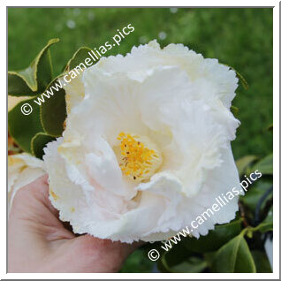 Camellia Japonica 'Cinderella'