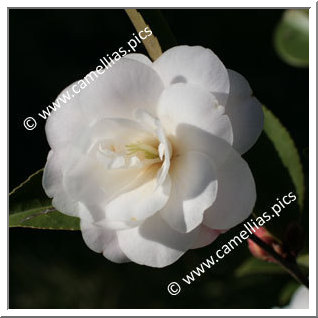 Camellia Hybrid 'Cinnamon Cindy'