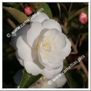 Camellia Hybrid 'Cinnamon Cindy'