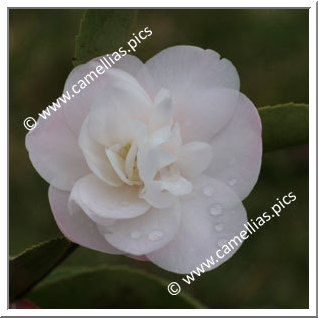 Camellia Hybrid 'Cinnamon Cindy'