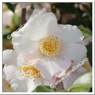 Camellia Hybrid 'Cinnamon Scentsation'