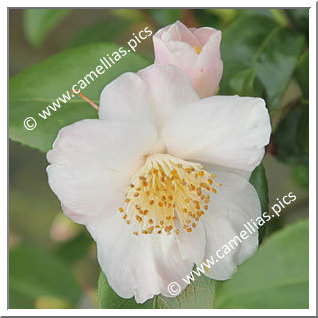 Camellia Hybrid 'Cinnamon Scentsation'