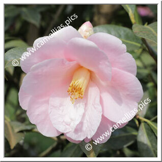 Camellia Hybrid C.x williamsii 'Citation'