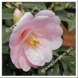 Camellia Hybrid C.x williamsii 'Citation'