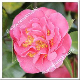 Camellia Japonica 'Citta di Biella'