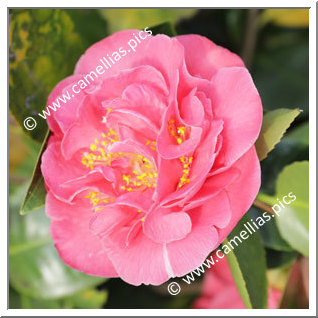 Camellia Japonica 'Citta di Biella'