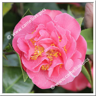 Camellia Japonica 'Citta di Biella'